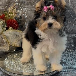 Biewer Terrier Puppies from Precious Jewels Biewer Terriers