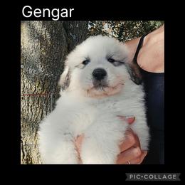 Gengar - White and badger male Great Pyrenees puppy in Mikado, Michigan from Brittain Family Farm