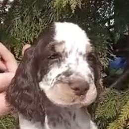 English Springer Spaniel Puppies from River’s Edge ~ English Springer Spaniels