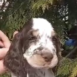 English Springer Spaniel Puppies from River’s Edge ~ English Springer Spaniels