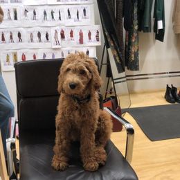 Poodle Puppies from Sunset Standard Poodles