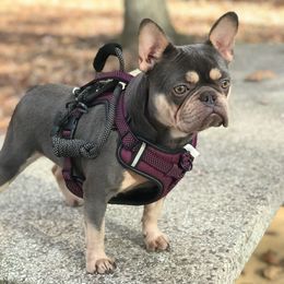 Dani - French Bulldog