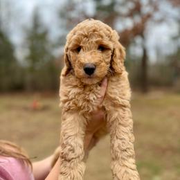 Mr. Navy - Apricot male Goldendoodle puppy in Athens, Georgia from Moore Goldendoodles