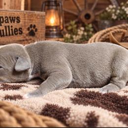 Bruce - Blue tri-color male American Bully puppy in El Paso, Texas from PaPaws Gotta Love It Kennels