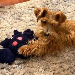 Miniature Schnauzers from Stearns Parti Mini Schnauzer's