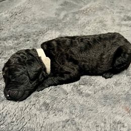 Grey Girl - Silver female Poodle puppy in East Wenatchee, Washington from Stylish Standards