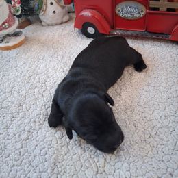Boy 2 - Black male Dachshund puppy in Farmerville, Louisiana from Hancock House of Basset Hounds & Mini Dachshunds