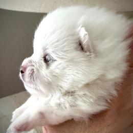 BEAU - White male Pomeranian puppy in Pavilion, New York from Calverton Pomeranians