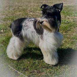 Envy - Miniature Schnauzer
