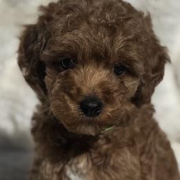 Goldendoodles and Poodles from Doodles & Poodles by Tiki