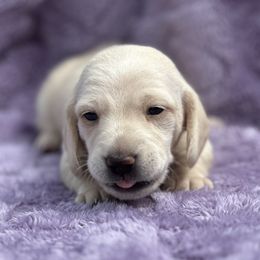 Boy 2 - Cream male Dachshund puppy in Wampum, Pennsylvania from Southern Sash Doxies