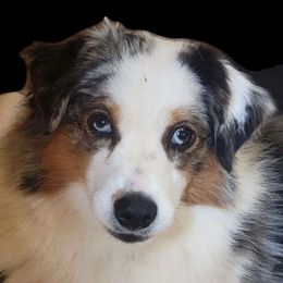 Chloe - Miniature Australian Shepherd