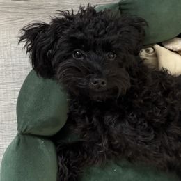 Danny - Black male Yorkipoo puppy in Collier County, Florida from Star Catcher Pups