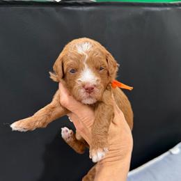 Fanta - Red  female Goldendoodle puppy in Macon County, North Carolina from Mountain Doodles