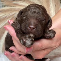 Fortune - Chocolate male Goldendoodle puppy in Decatur, Texas from Scherrer Sweet Goldendoodles