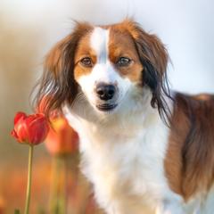Nederlandse Kooikerhondjes from Driftless Kooikerhondjes