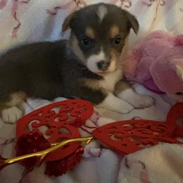 Girl 2 - Blue female Pembroke Welsh Corgi puppy in Tucson, Arizona from Sierrita Mountain Corgis