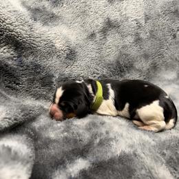Anne - Black white and tan female English Springer Spaniel puppy in Battle Creek, Michigan from Eden Springer Spaniels