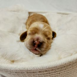 Cocker Spaniel Puppies from Lupine Cocker Spaniels