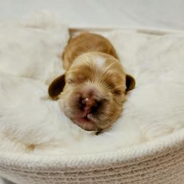 Cocker Spaniel Puppies from Lupine Cocker Spaniels