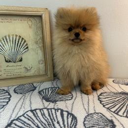 Sable - Orange sable male Pomeranian puppy in Melbourne, Florida from Britt's Poms