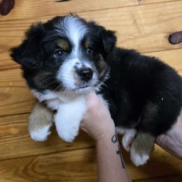 Dottie boy 4 - Black tri male Miniature Australian Shepherd puppy in Hampton, Tennessee from TC Farms Stock Dogs - Miniature Australian Shepherds