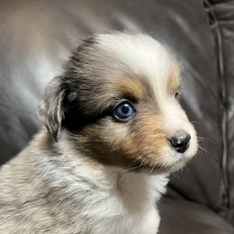Ponyboy - Blue Merle Male 1 Blue Eyes - Blue merle male Miniature Australian Shepherd puppy in Taunton, Massachusetts from Checkered Flag Champions Mini Aussies