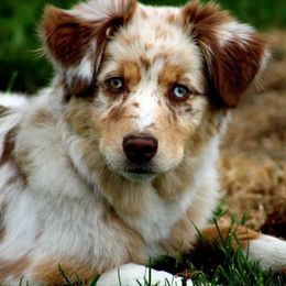 Australian Shepherd Puppies from The Good Shepherd