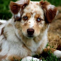 Australian Shepherd Puppies from The Good Shepherd