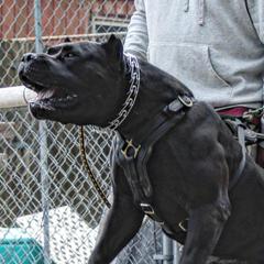 Perro de Presa Canarios from Canary K9 Kings