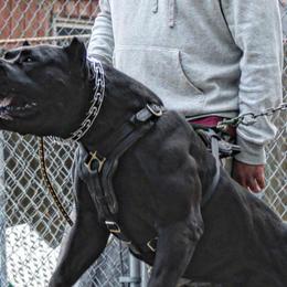 Perro de Presa Canarios from Canary K9 Kings