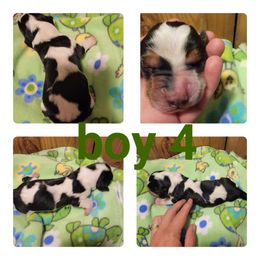 Boy 4 - Black white and brown Basset Hound puppy in Iowa from J&J Beautiful Basset Hounds