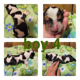 Boy 4 - Black white and brown Basset Hound puppy in Iowa from J&J Beautiful Basset Hounds