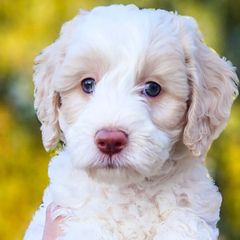 Double Doodles, Goldendoodles, Poodles, Yorkipoos, and Yorkshire Terriers from Edgewater Doodles & Designer Pups