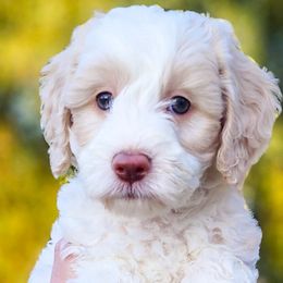 Double Doodles, Goldendoodles, Poodles, Yorkipoos, and Yorkshire Terriers from Edgewater Doodles & Designer Pups