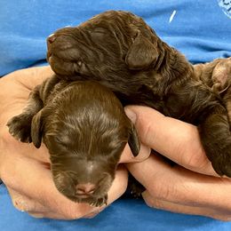 Goldendoodle Puppies from Doodlebloom Farm