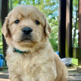Bentley - Dark golden male Golden Retriever puppy in Doniphan, Missouri from Stockford’s Golden Retrievers