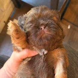 Frederick - Chocolate male Shih Tzu puppy in Berkeley Springs, West Virginia from Sandridge Shih Tzus
