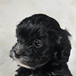 Shihpoo Puppies from Kopydlowski's Shihpoo