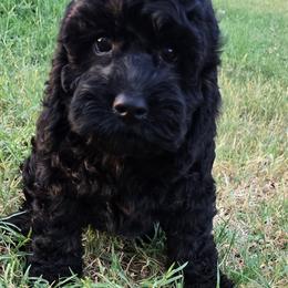 Storm - Black male Cockapoo puppy in Indiahoma, Oklahoma from Phamily Doodles