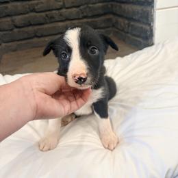 Sully - Black and white male Border Collie puppy in Taylor, Arizona from Vowell Farm Border Collies