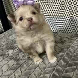 Katori - Chocolate merle female Pomeranian puppy in Inola, Oklahoma from My Bella’s Pomeranians