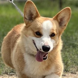 Johnny - Pembroke Welsh Corgi