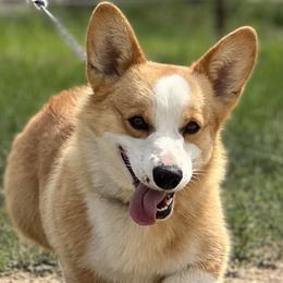 Johnny - Pembroke Welsh Corgi