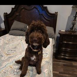 Stella Rae - Goldendoodle