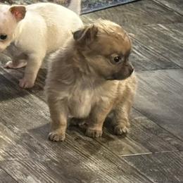 Smiley 6,000 - Blue fawn male Chihuahua puppy in Summerfield, Florida from Uey’s Chihuahuas