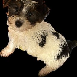 Girl 3 - Black and tan female Yorkshire Terrier puppy in Redford Township, Michigan from Childress Yorkies