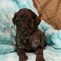 Arlo - Merle male Cockapoo puppy in Winnsboro, Texas from Happy Hollow Ranch