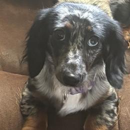 Maggie - Dachshund