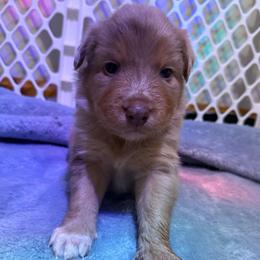 Spiderman - Red merle male Australian Shepherd puppy in East Hartford, Connecticut from CT Aussies
